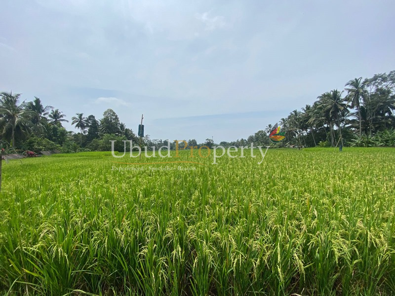 Ubud Property Villa For Sale in Ubud Bali