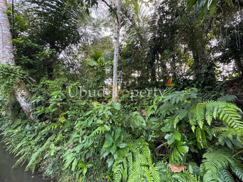 Ubud Property Land For Lease in Ubud Bali