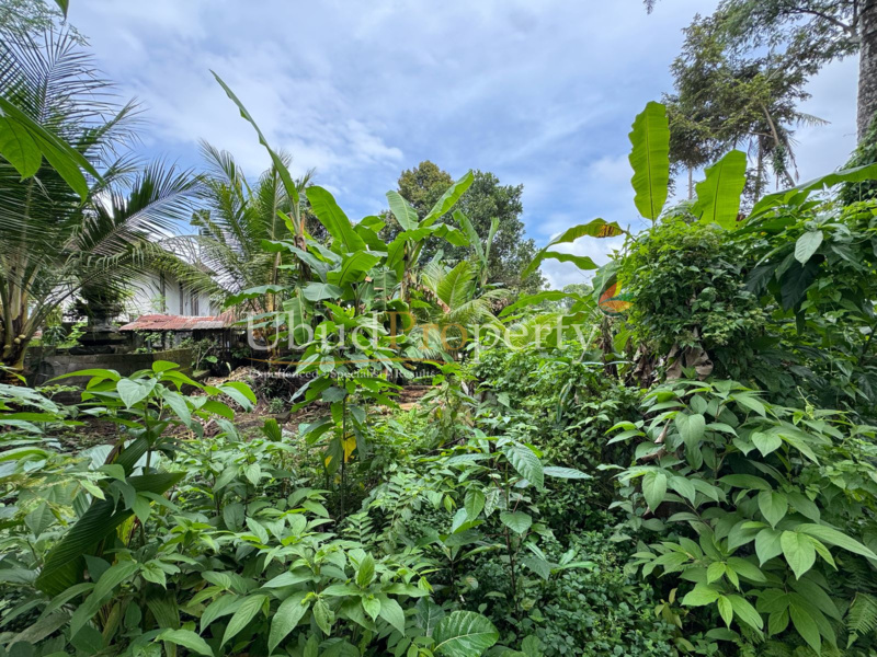 Ubud Property Land For Lease in Ubud Bali