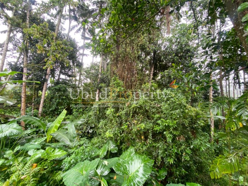 Ubud Property Land For Lease in Ubud Bali