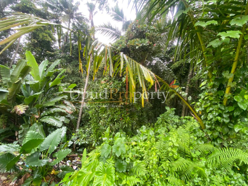 Ubud Property Land For Lease in Ubud Bali