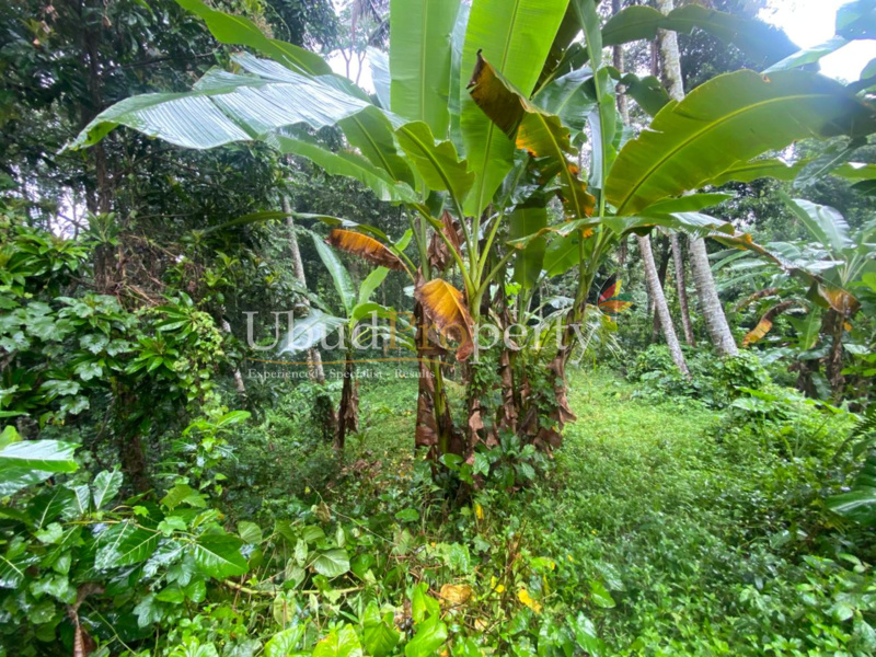 Ubud Property Land For Lease in Ubud Bali
