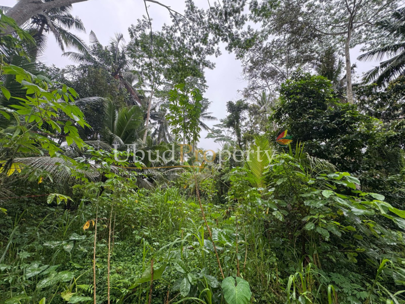 Ubud Property Land For Lease in Ubud Bali