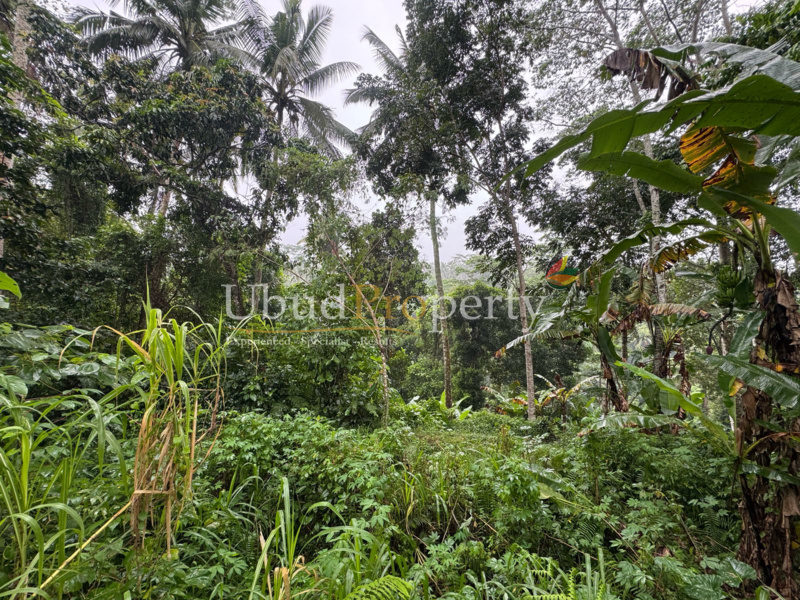 Ubud Property Land For Lease in Ubud Bali