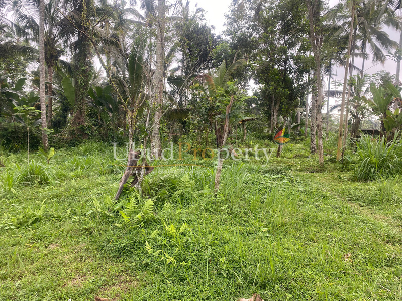 Ubud Property Land For Sale in Ubud Bali