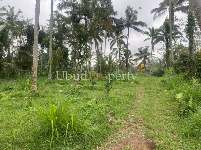 Ubud Property Land For Sale in Ubud Bali