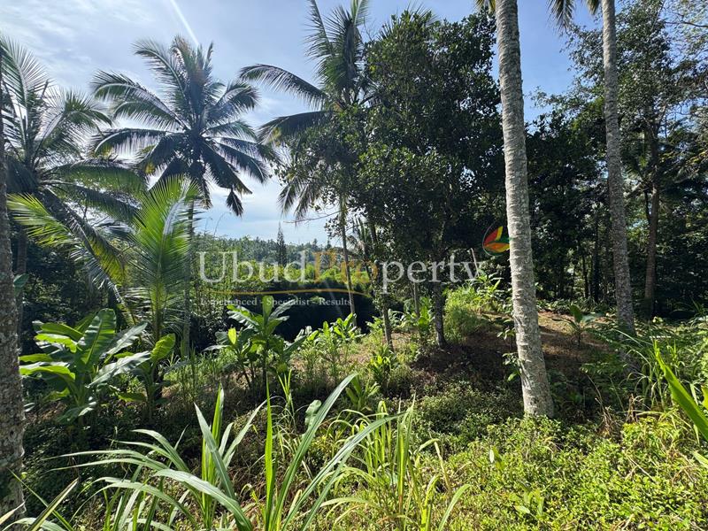 Ubud Property Land For Sale in Ubud Bali