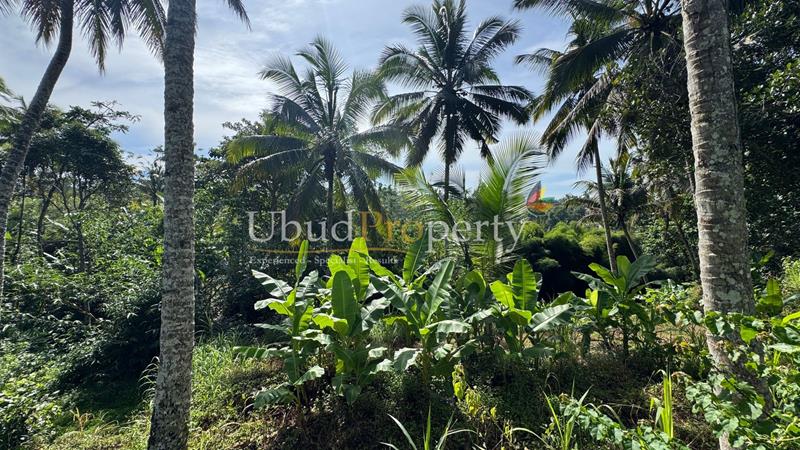 Ubud Property Land For Sale in Ubud Bali