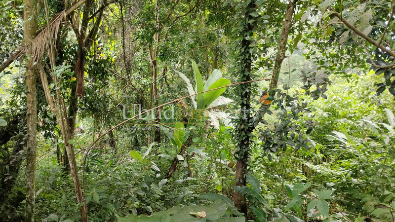 Ubud Property Land For Lease in Ubud Bali
