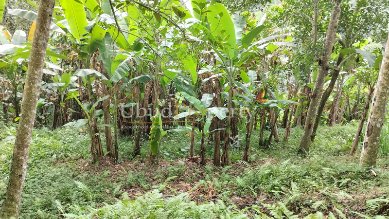 Ubud Property Land For Lease in Ubud Bali