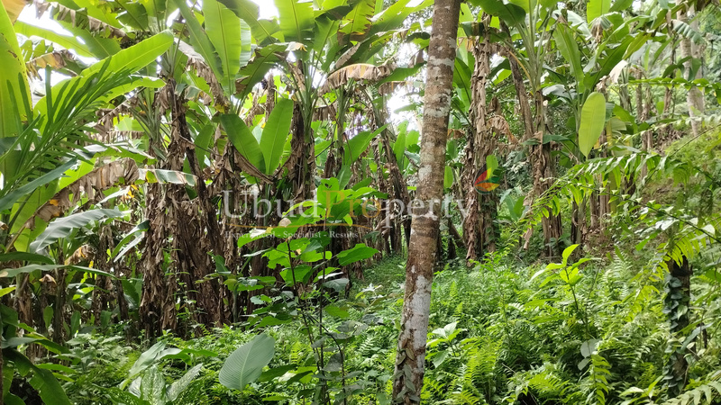 Ubud Property Land For Lease in Ubud Bali