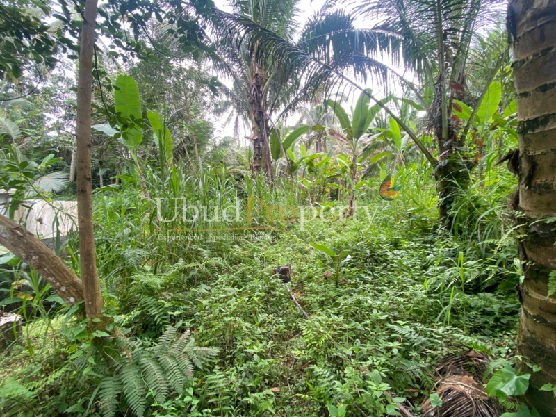 Ubud Property Land For Lease in Ubud Bali