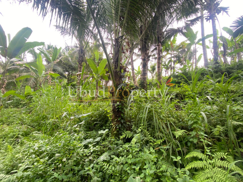 Ubud Property Land For Lease in Ubud Bali