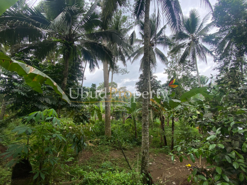 Ubud Property Land For Lease in Ubud Bali