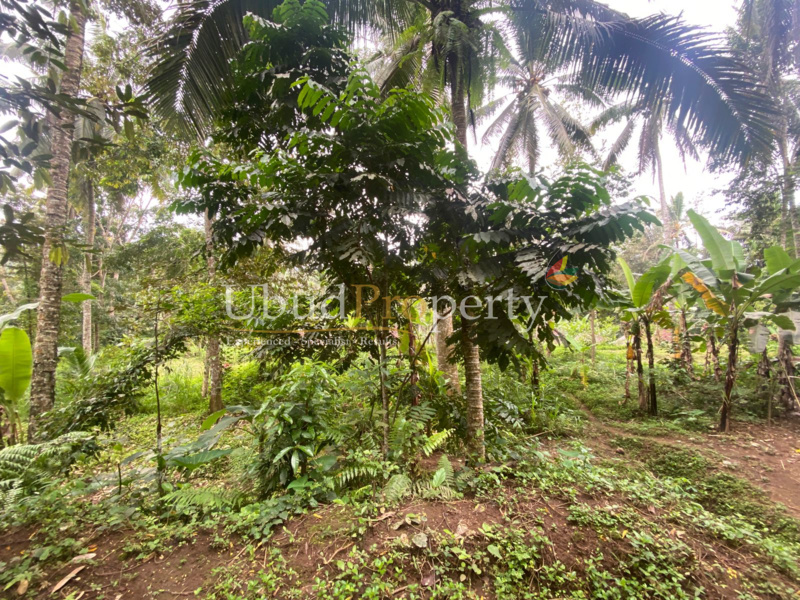 Ubud Property Land For Lease in Ubud Bali