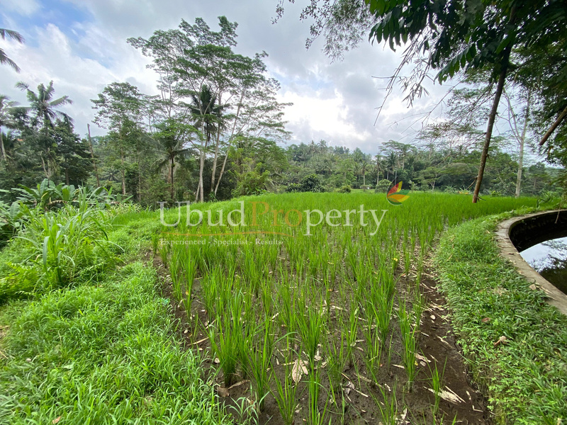 Ubud Property Land For Lease in Ubud Bali