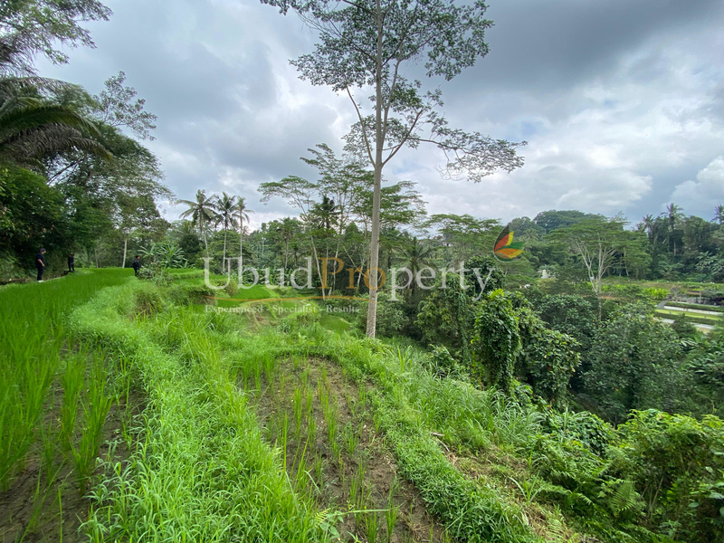 Ubud Property Land For Lease in Ubud Bali