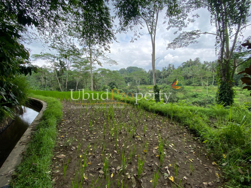 Ubud Property Land For Lease in Ubud Bali