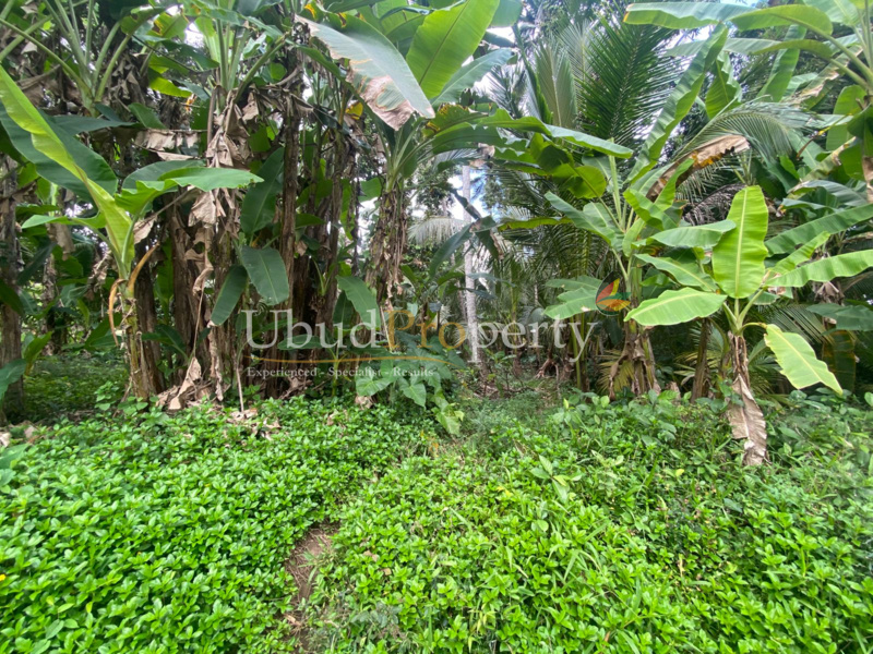 Ubud Property Land For Lease in Ubud Bali
