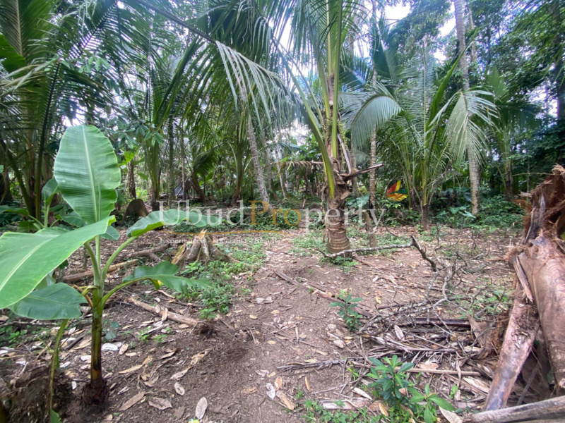 Ubud Property Land For Lease in Ubud Bali