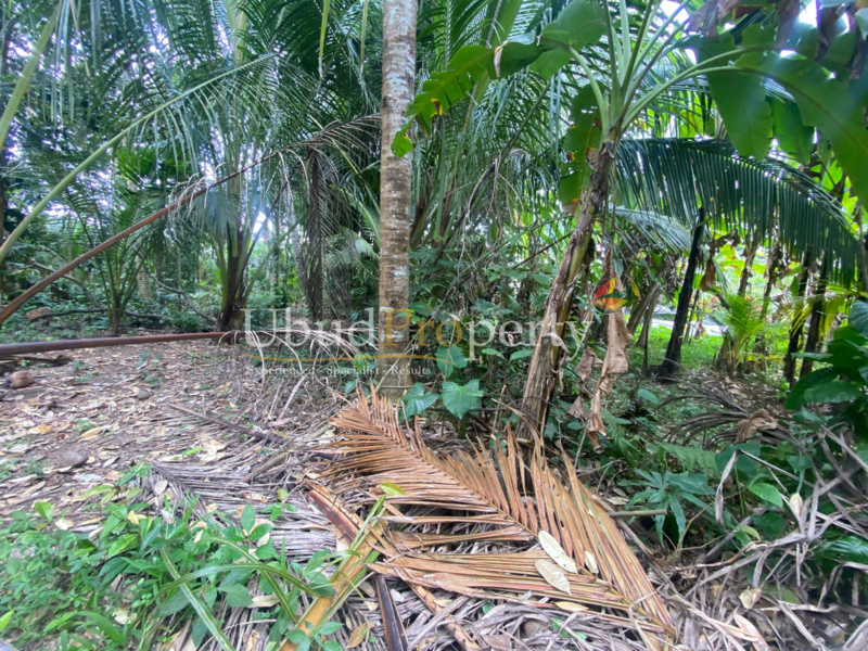 Ubud Property Land For Lease in Ubud Bali