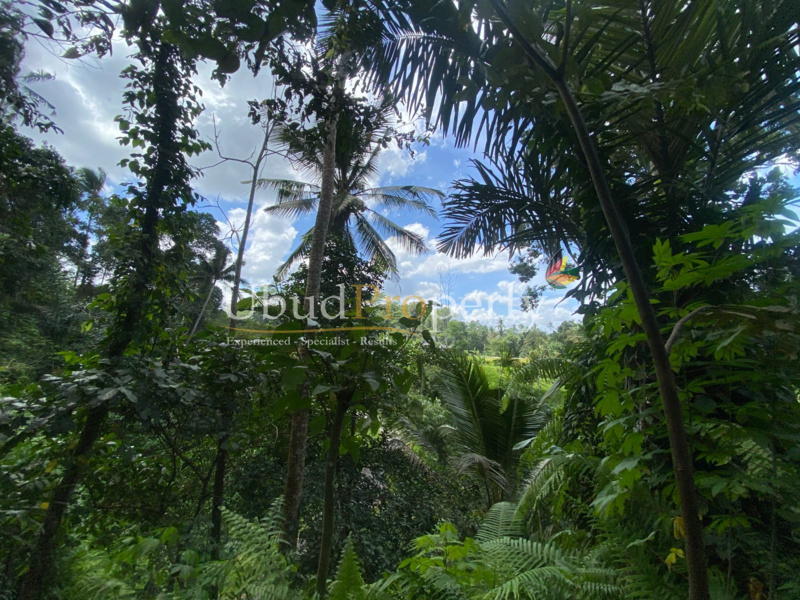 Ubud Property Land For Lease in Ubud Bali