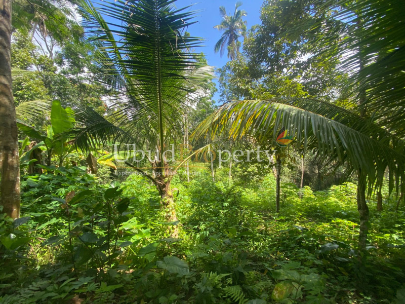 Ubud Property Land For Lease in Ubud Bali