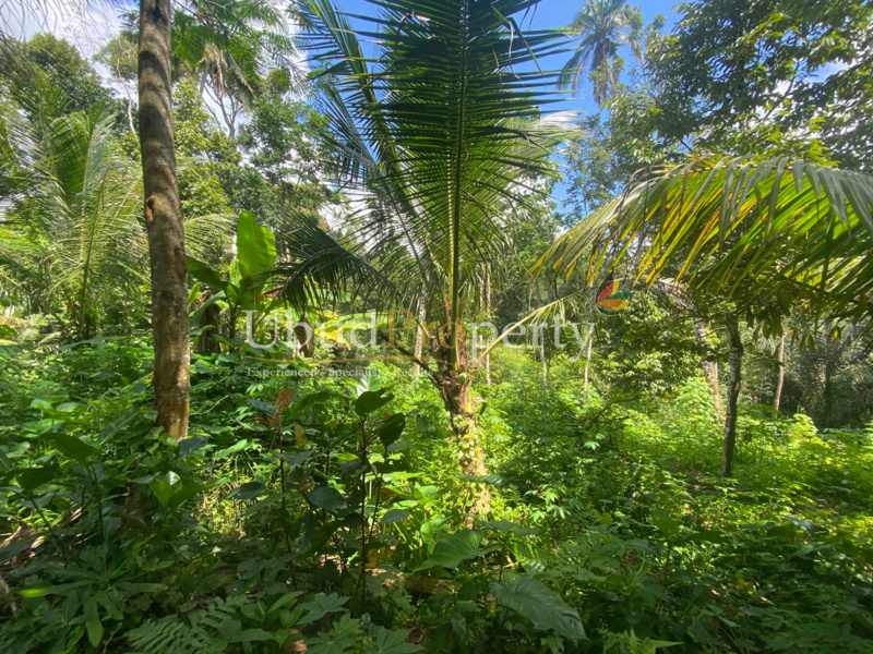 Ubud Property Land For Lease in Ubud Bali