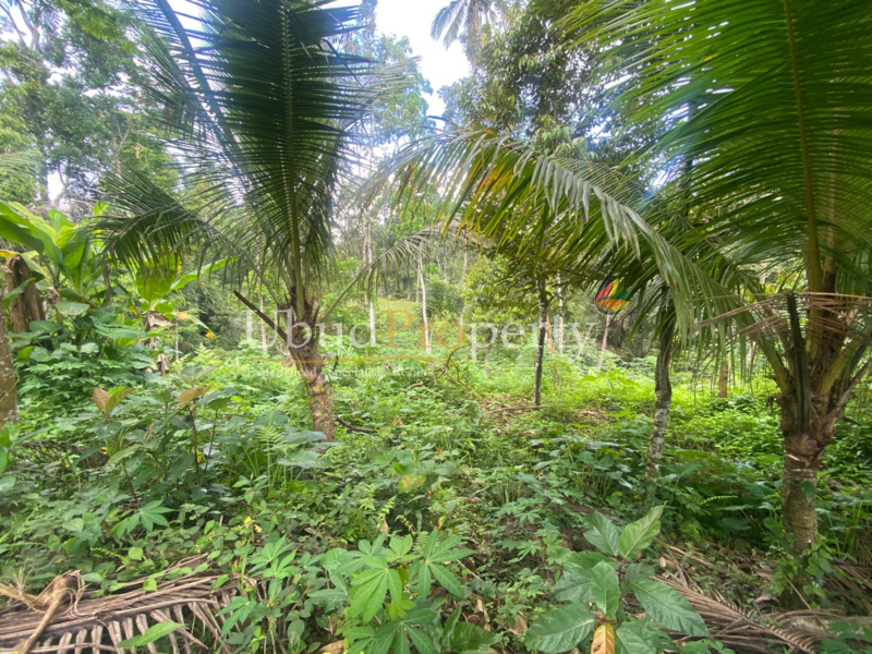 Ubud Property Land For Lease in Ubud Bali
