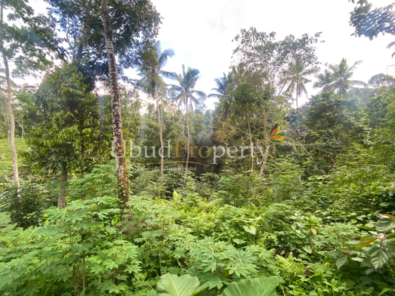 Ubud Property Land For Lease in Ubud Bali