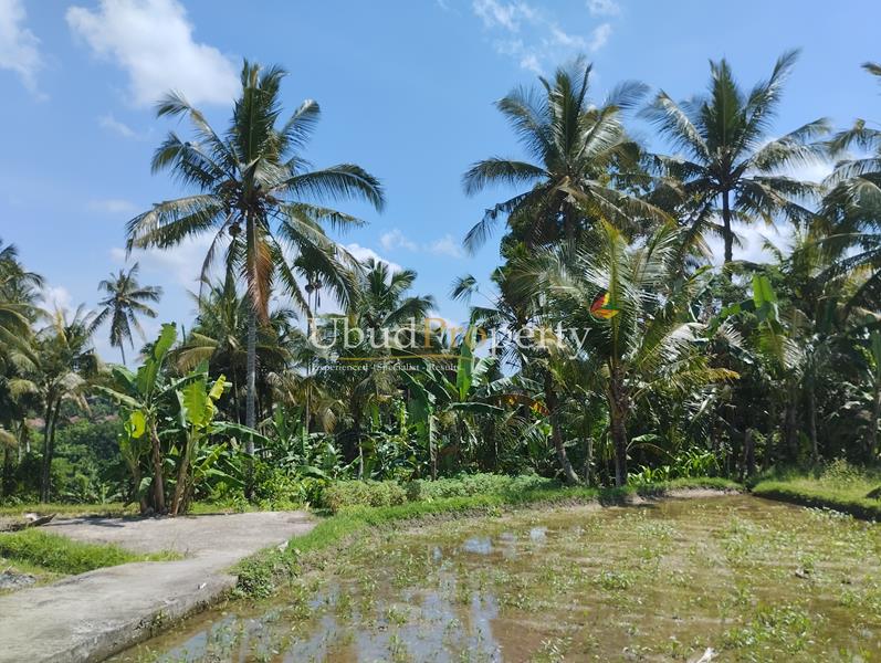 Land For Sale Leasehold in Ubud Bali
