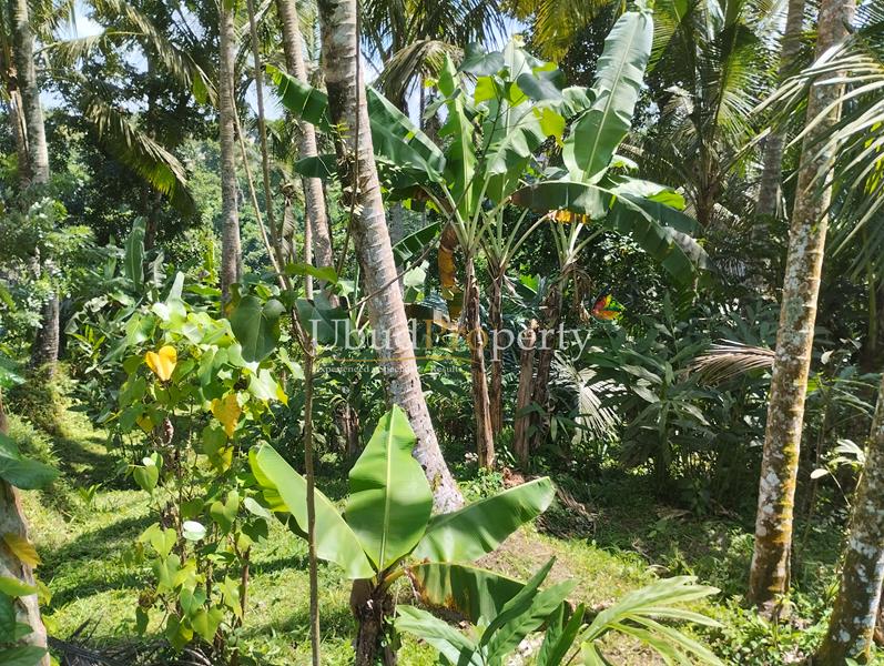 Ubud Property Land For Sale in Ubud Bali
