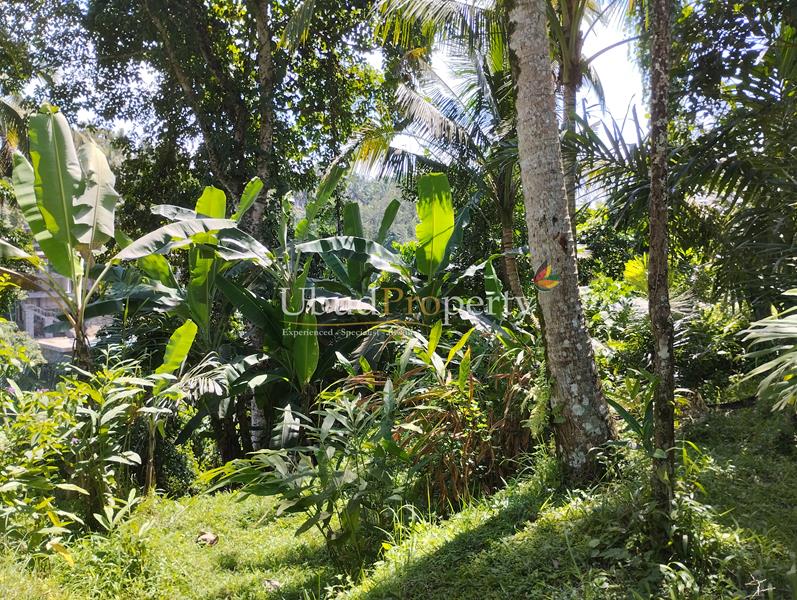 Ubud Property Land For Sale in Ubud Bali