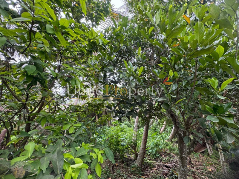 Ubud Property Land For Sale in Ubud Bali