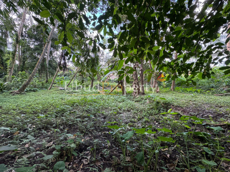 Ubud Property Land For Lease in Ubud Bali
