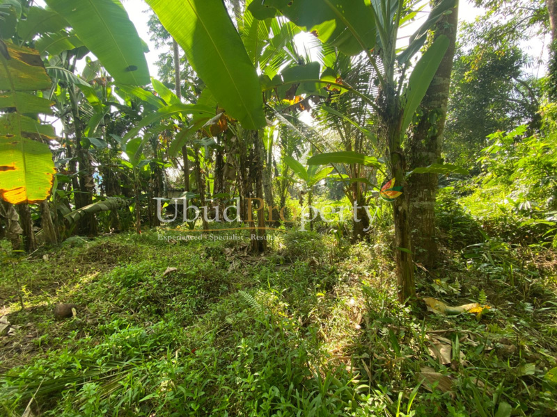 Ubud Property Land For Lease in Ubud Bali