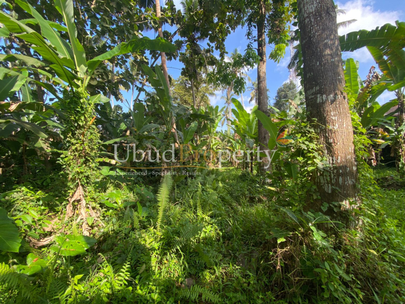 Ubud Property Land For Lease in Ubud Bali