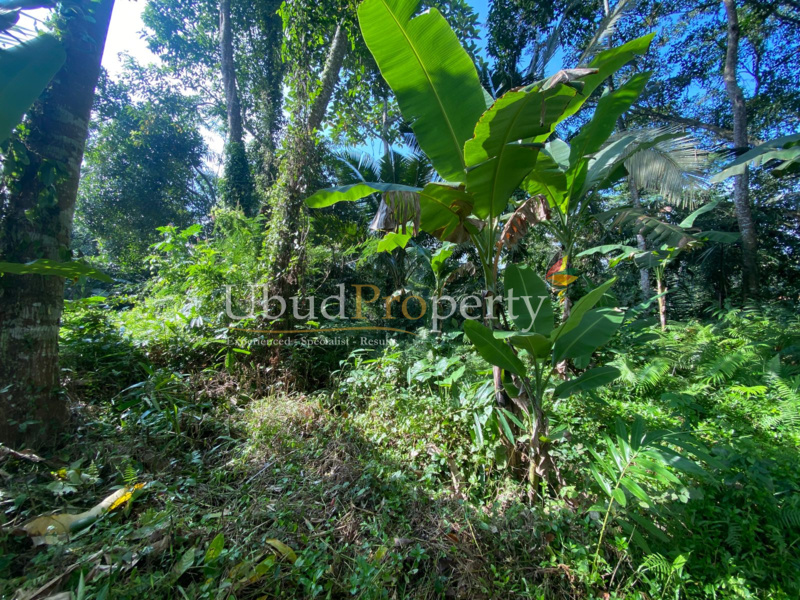 Ubud Property Land For Lease in Ubud Bali