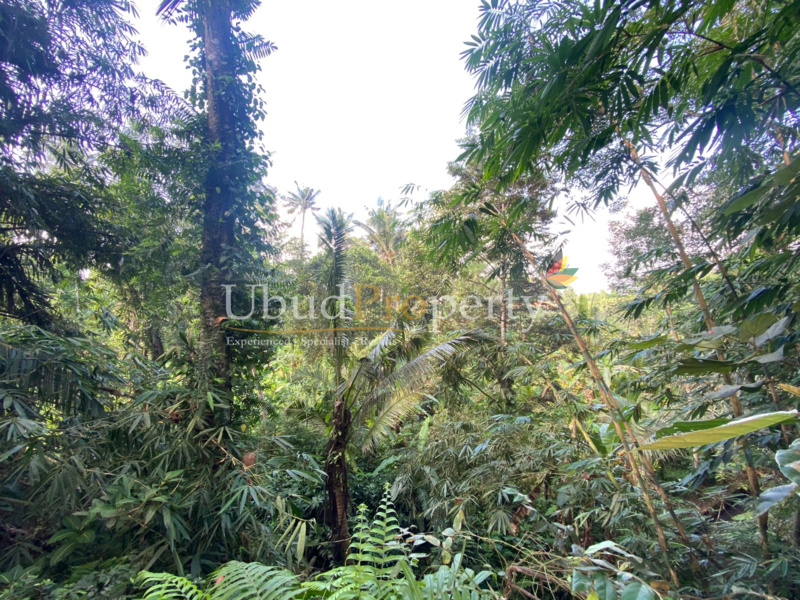 Ubud Property Land For Lease in Ubud Bali
