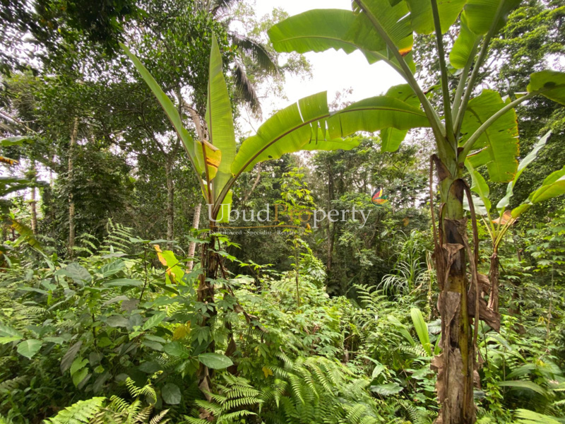 Ubud Property Land For Sale in Ubud Bali