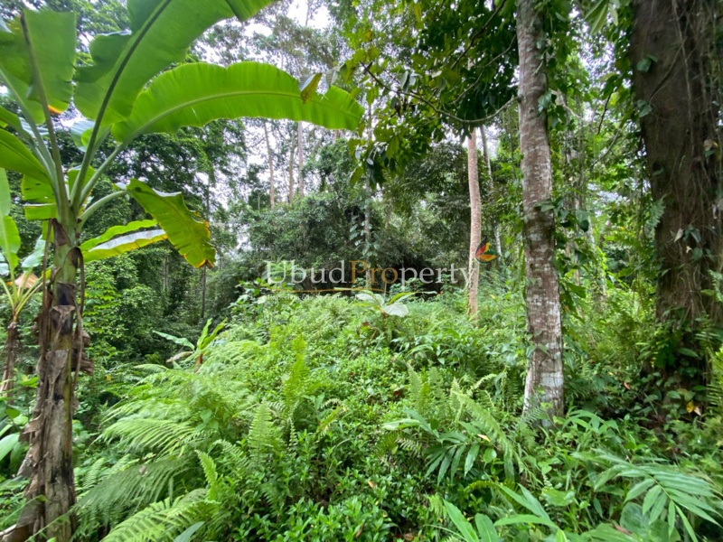 Ubud Property Land For Sale in Ubud Bali
