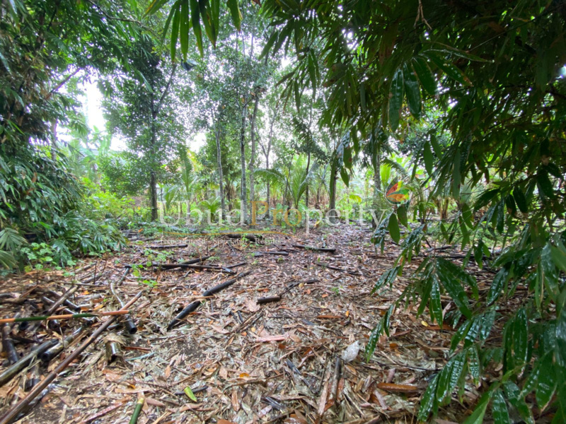 Ubud Property Land For Sale in Ubud Bali