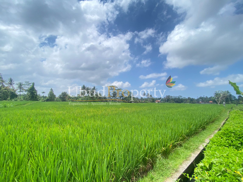Ubud Property Land For Sale in Ubud Bali