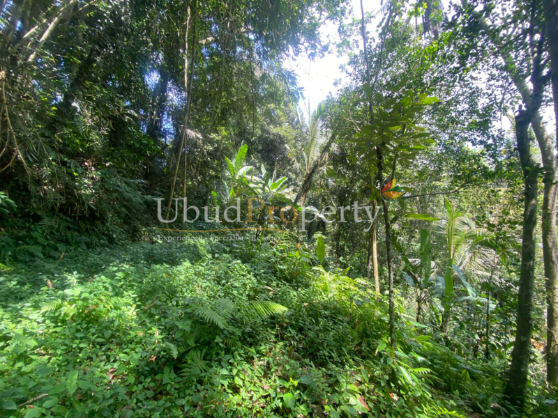 Ubud Property Land For Lease in Ubud Bali