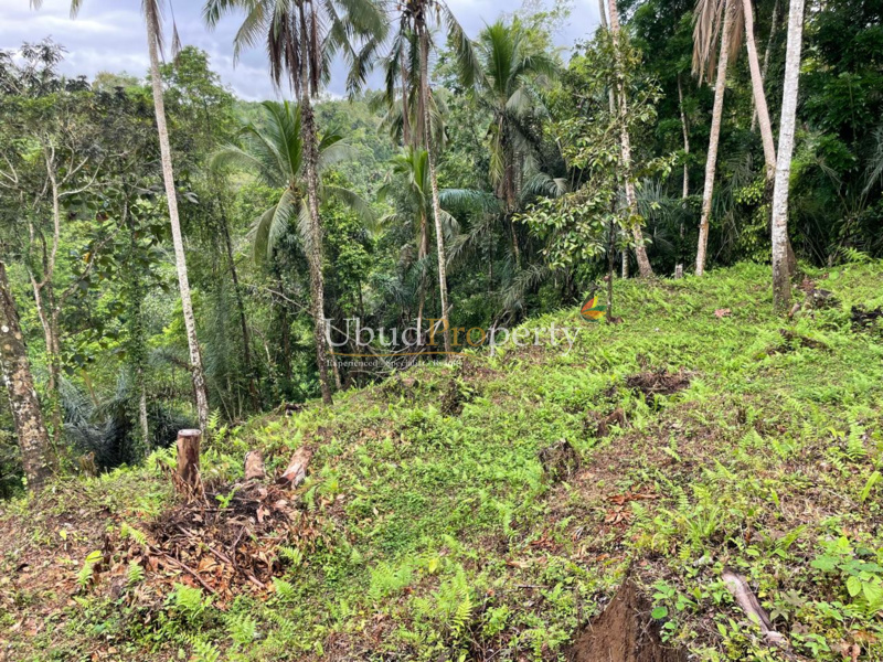 Ubud Property Land For Sale in Ubud Bali