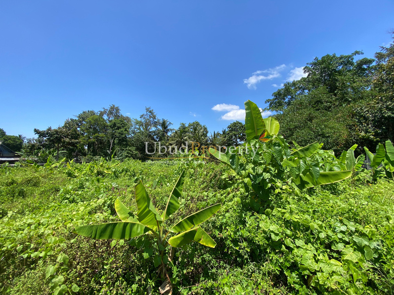 Ubud Property Land For Sale in Ubud Bali