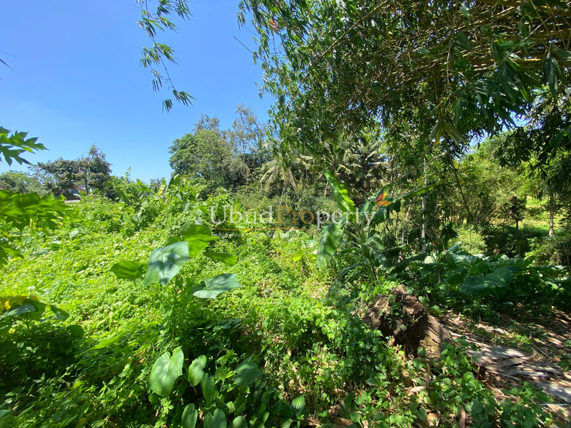 Ubud Property Land For Sale in Ubud Bali