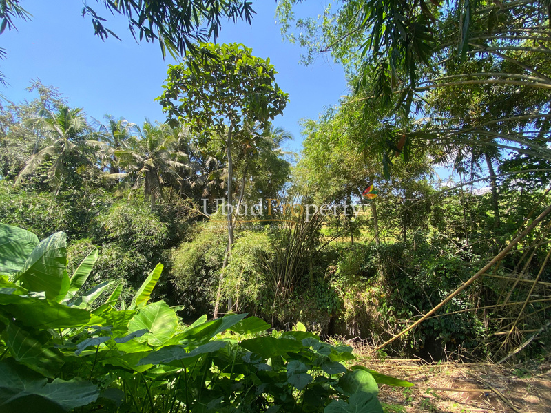 Ubud Property Land For Sale in Ubud Bali