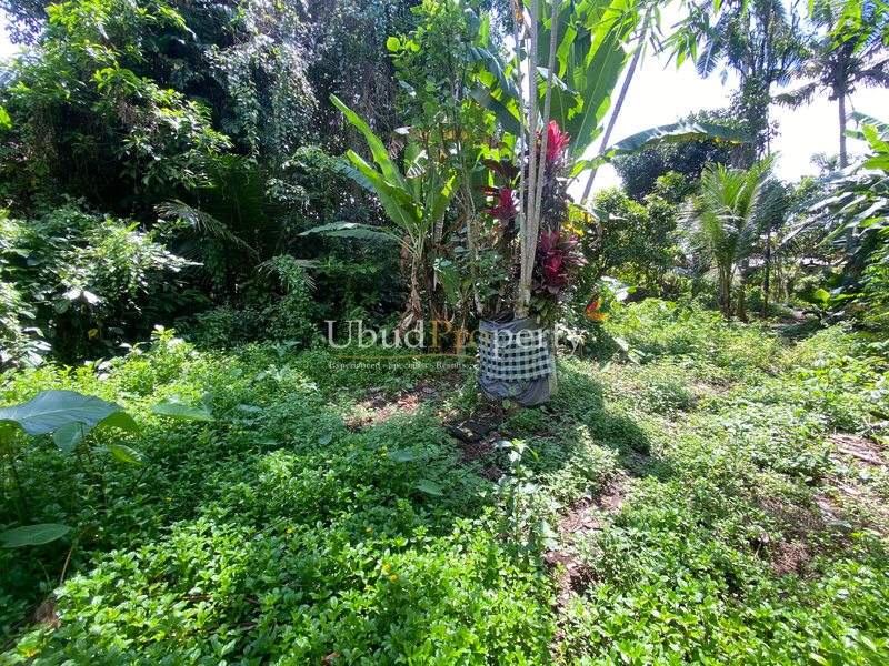 Ubud Property Land For Lease in Ubud Bali