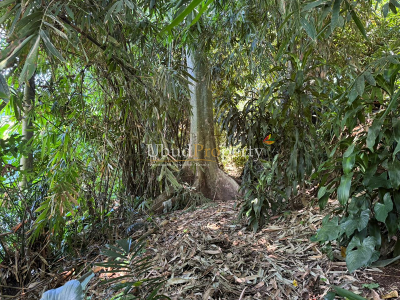 Ubud Property Land For Sale in Ubud Bali